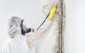 Best Mold Documentation for Insurance Claims  in Keystone, FL